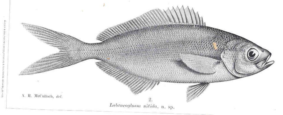 ภาพประกอบของ ปลา nitida (Labracoglossa nitida)