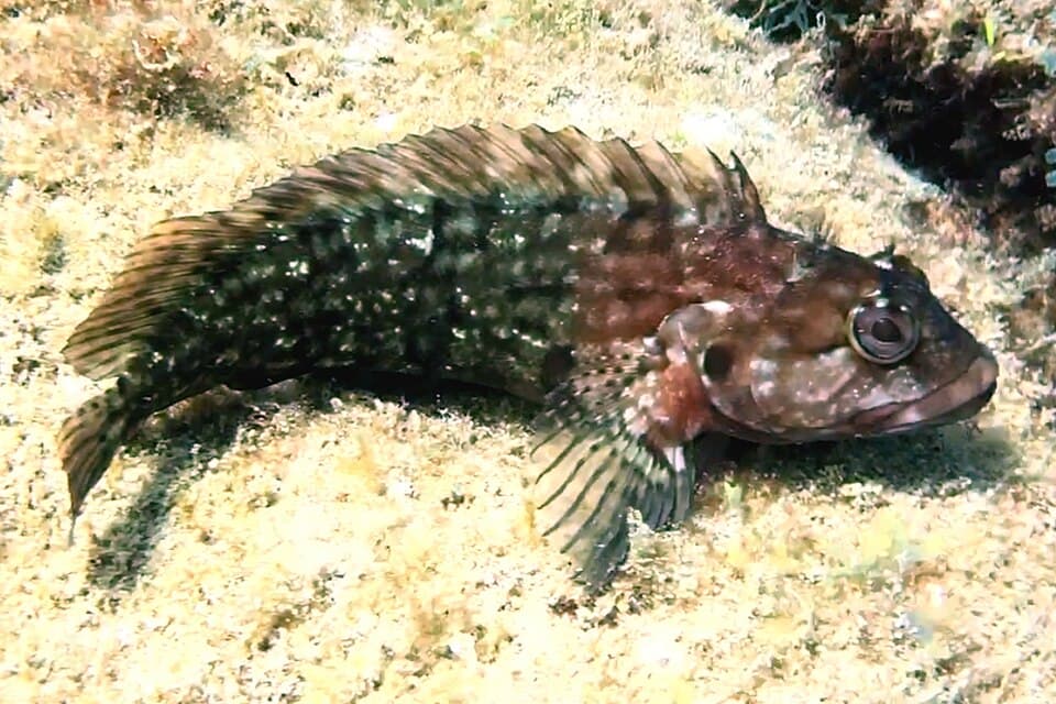ภาพประกอบของ ปลา nuchipinnis (Labrisomus nuchipinnis)