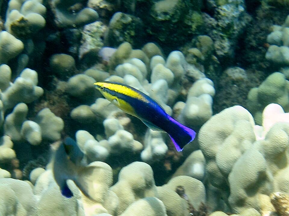 ภาพประกอบของ ปลานกขุนทองทำความสะอาดทำความสะอาด (Labroides phthirophagus)