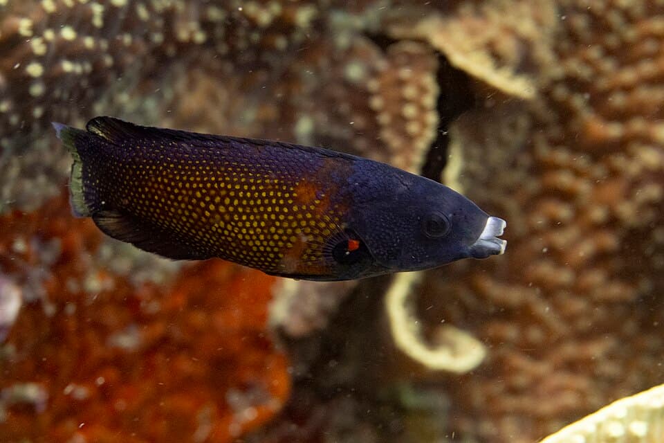 ภาพประกอบของ ปลานกขุนทอง australis (Labropsis australis)