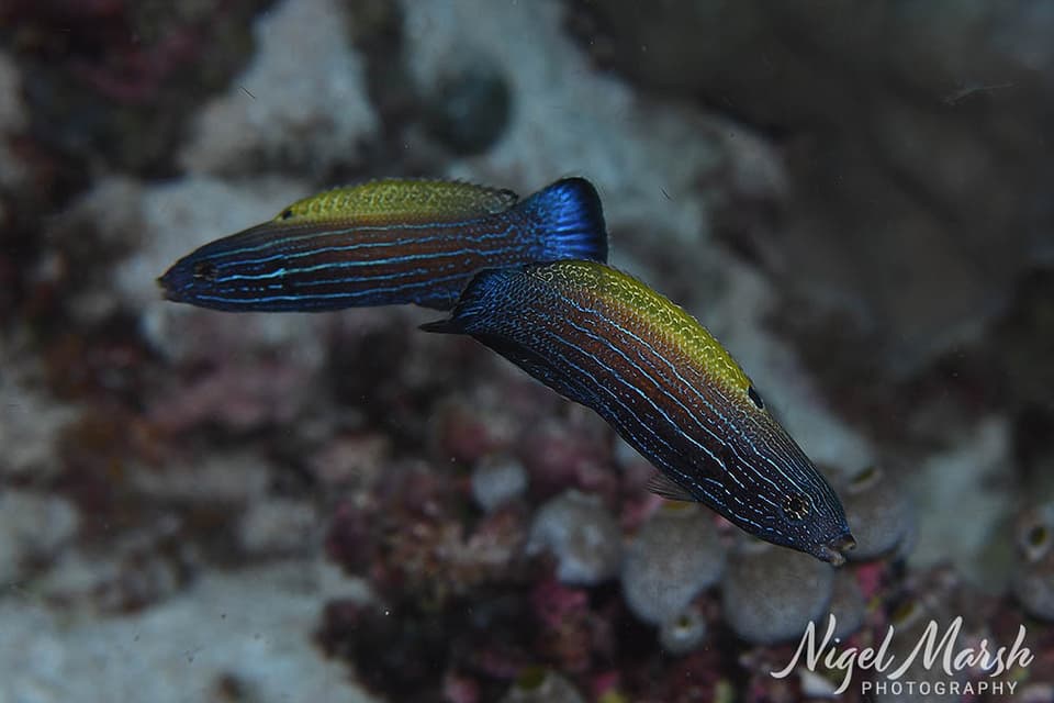ภาพประกอบของ ปลานกขุนทอง xanthonota (Labropsis xanthonota)