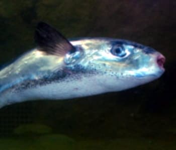 ภาพประกอบของ ปลาปักเป้าน้ำเงิน (Lagocephalus lagocephalus)
