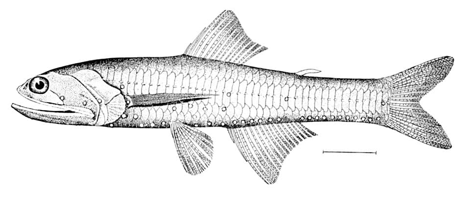 ภาพประกอบของ ปลา crocodilus (Lampanyctus crocodilus)