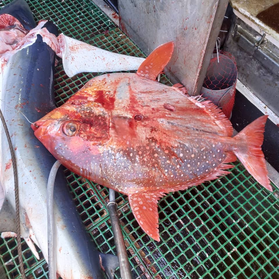 ภาพประกอบของ ปลา megalopsis (Lampris megalopsis)