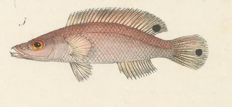 ภาพประกอบของ ปลานกขุนทอง fasciata (Lappanella fasciata)