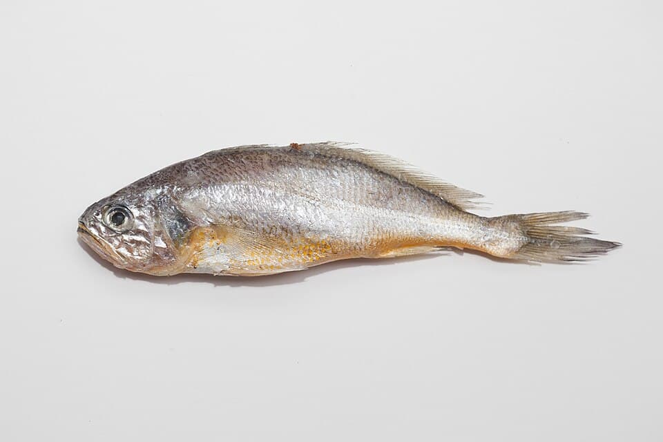 ภาพประกอบของ ปลาจวด polyactis (Larimichthys polyactis)