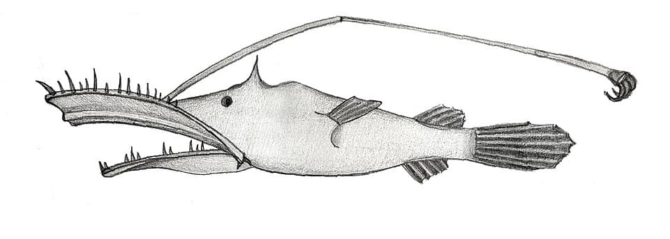 ภาพประกอบของ ปลา beebei (Lasiognathus beebei)