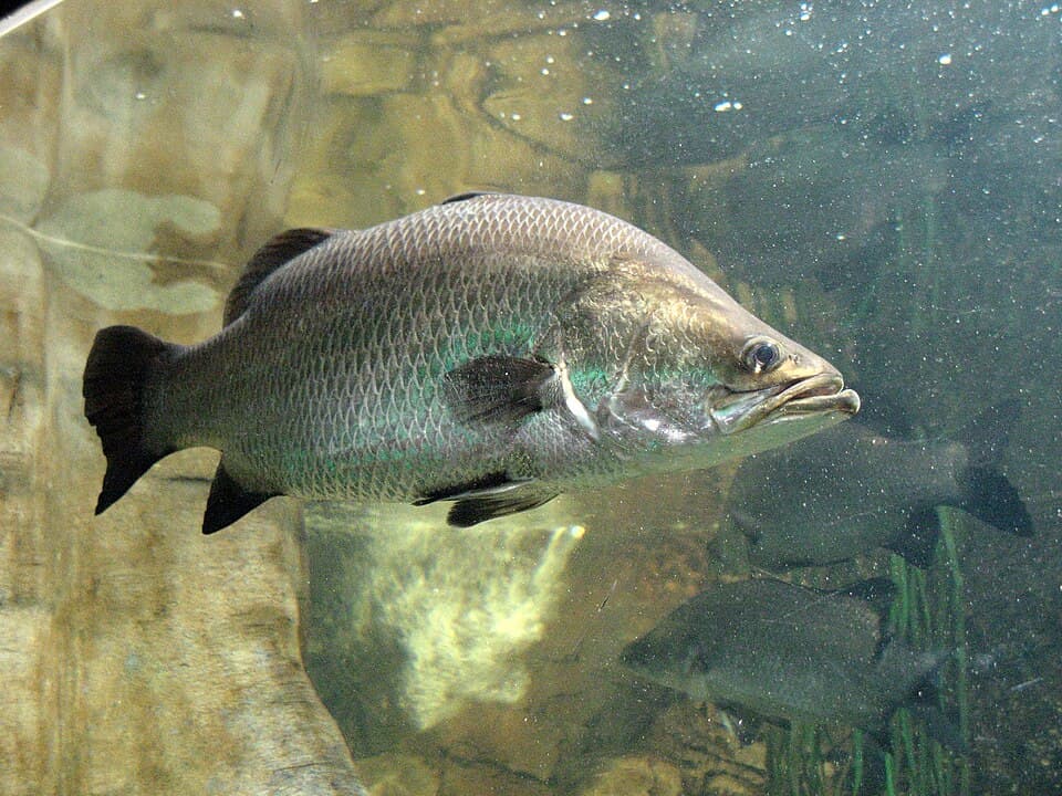 ภาพประกอบของ ปลา calcarifer (Lates calcarifer)