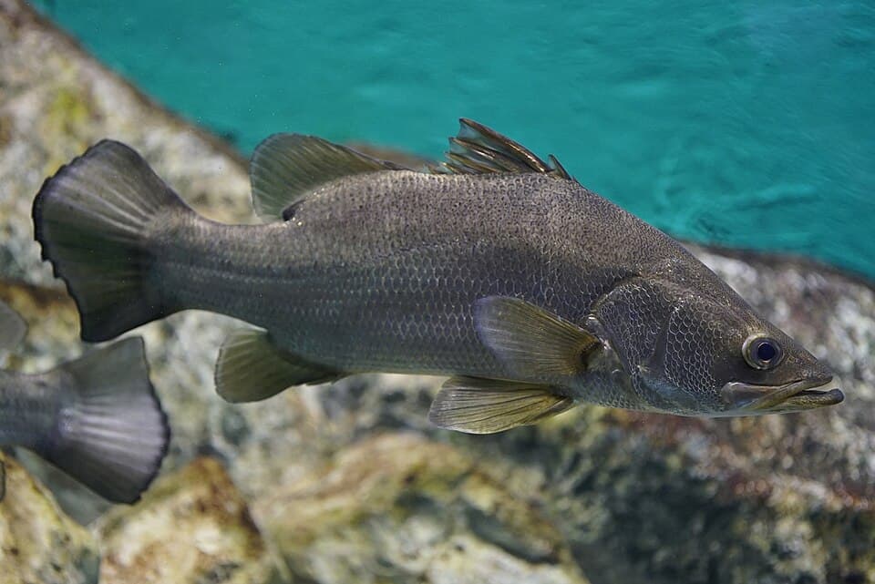 ภาพประกอบของ ปลา niloticus (Lates niloticus)