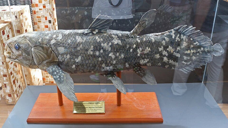 ภาพประกอบของ ปลา menadoensis (Latimeria menadoensis)