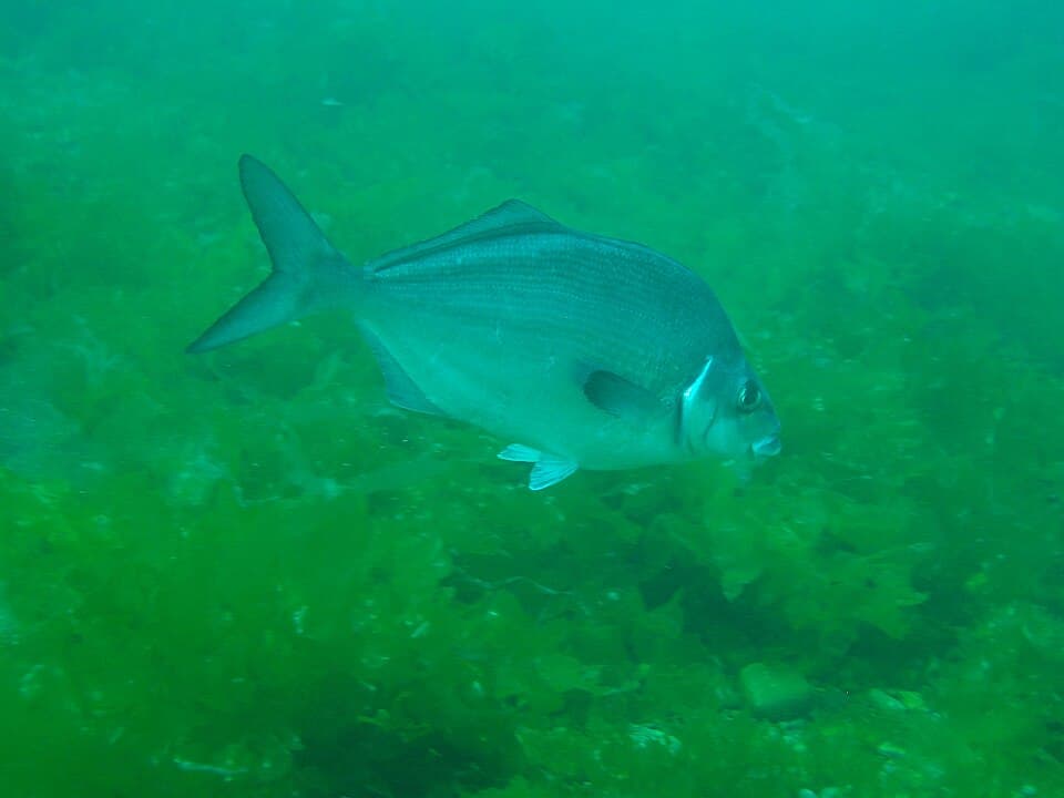 ภาพประกอบของ ปลา ciliaris (Latridopsis ciliaris)