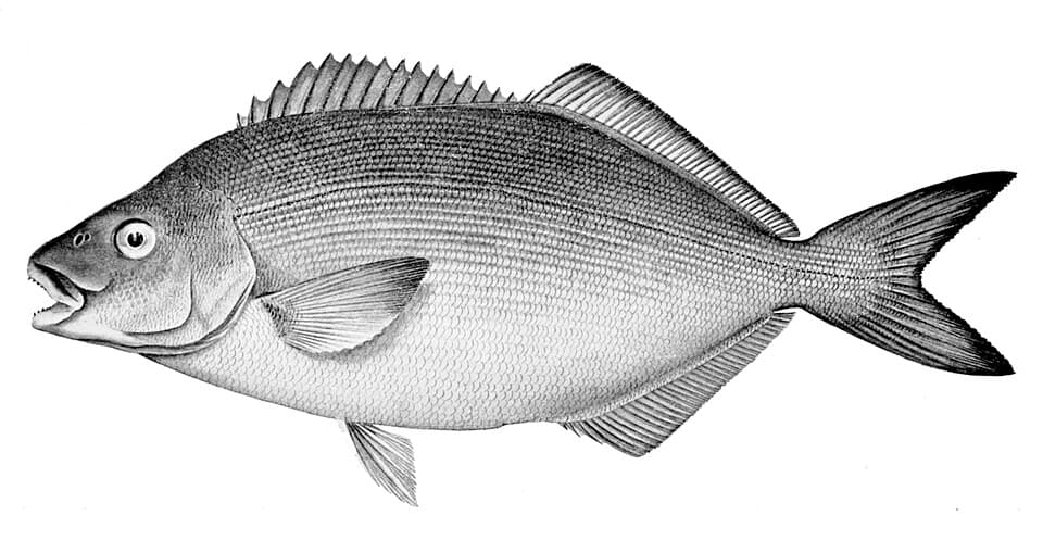 ภาพประกอบของ ปลา forsteri (Latridopsis forsteri)