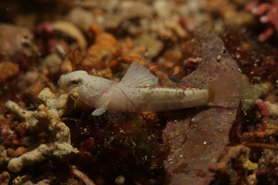 ภาพประกอบของ ปลาบู่บู่ (Lebetus guilleti)