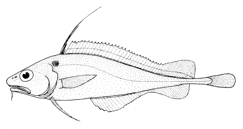 ภาพประกอบของ ปลา microcephalus (Lepidion microcephalus)