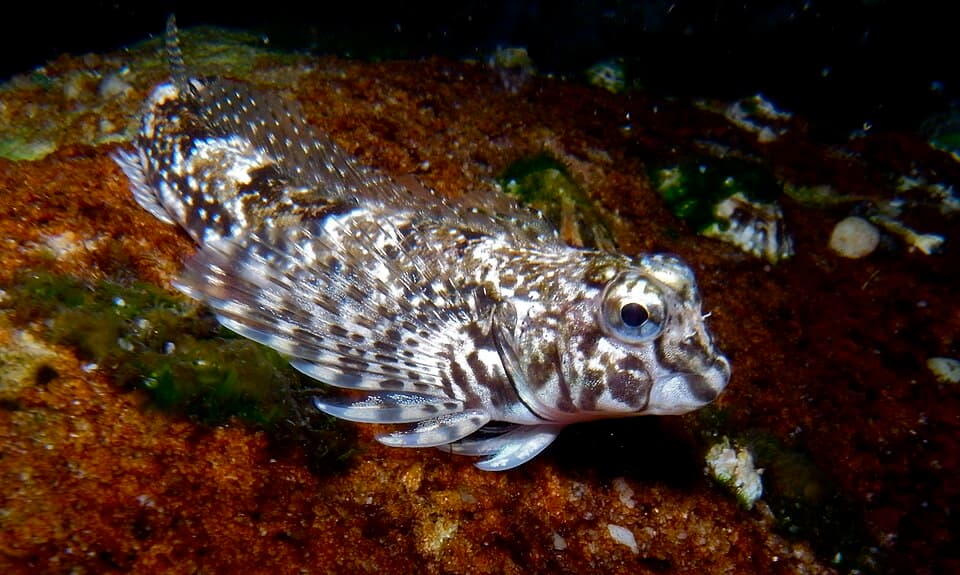 ภาพประกอบของ ปลา haplodactylus (Lepidoblennius haplodactylus)
