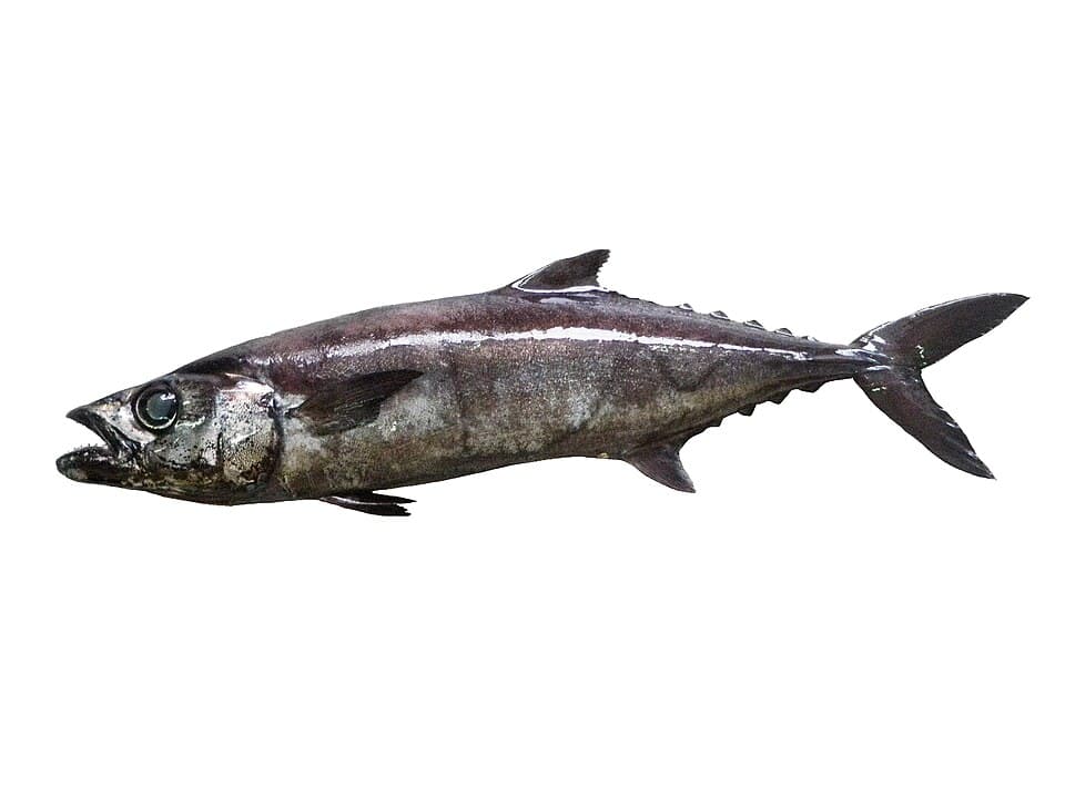 ภาพประกอบของ ปลา flavobrunneum (Lepidocybium flavobrunneum)