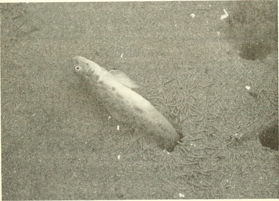 ภาพประกอบของ ปลาบู่บู่ (Lepidogobius lepidus)