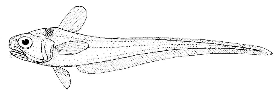 ภาพประกอบของ ปลา denticulatus (Lepidorhynchus denticulatus)