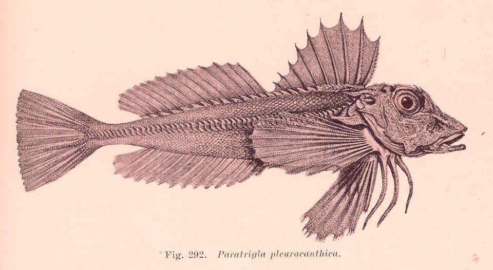 ภาพประกอบของ ปลา pleuracanthica (Lepidotrigla pleuracanthica)