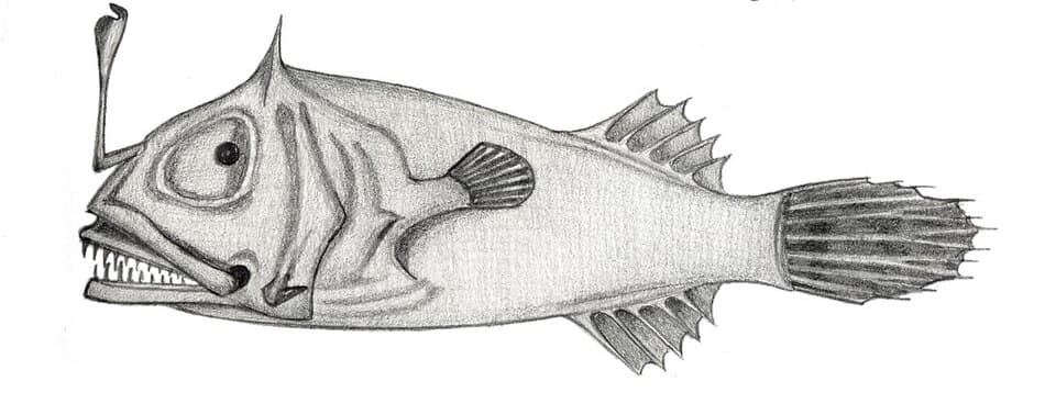 ภาพประกอบของ ปลา gracilispinis (Leptacanthichthys gracilispinis)