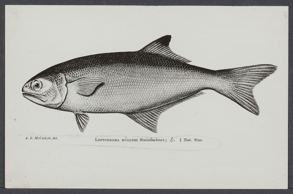 ภาพประกอบของ ปลา muelleri (Leptobrama muelleri)