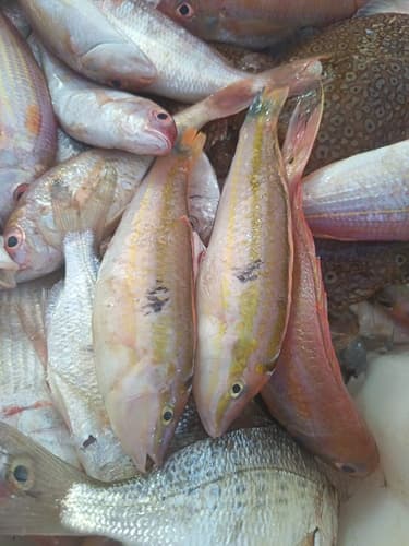 ภาพประกอบของ ปลานกขุนทอง lambdastigma (Leptojulis lambdastigma)