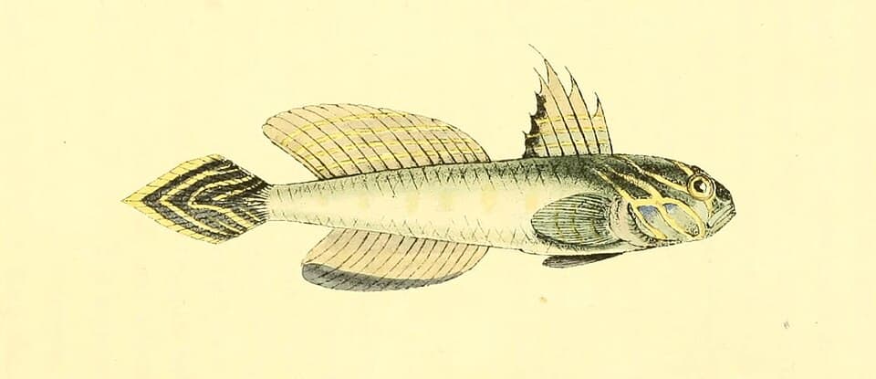 ภาพประกอบของ ปลาบู่บู่ (Lesueurigobius suerii)