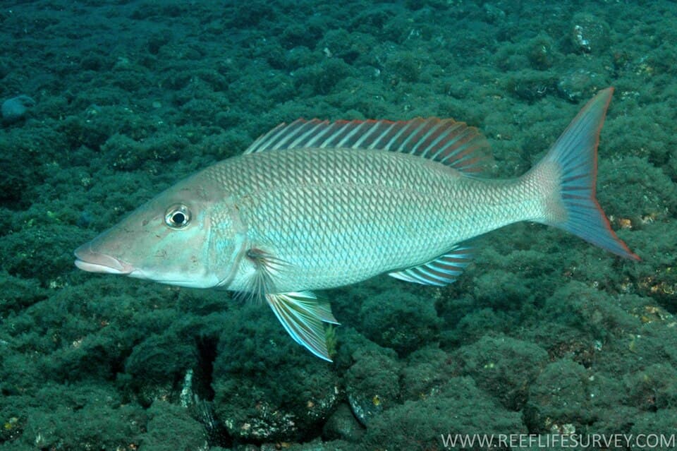 ภาพประกอบของ ปลา amboinensis (Lethrinus amboinensis)