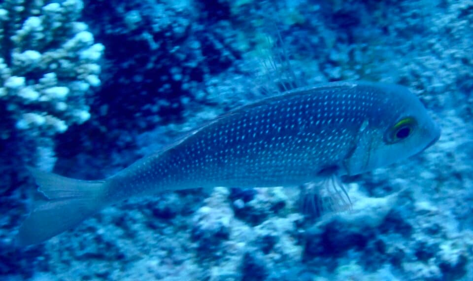 ภาพประกอบของ ปลา borbonicus (Lethrinus borbonicus)