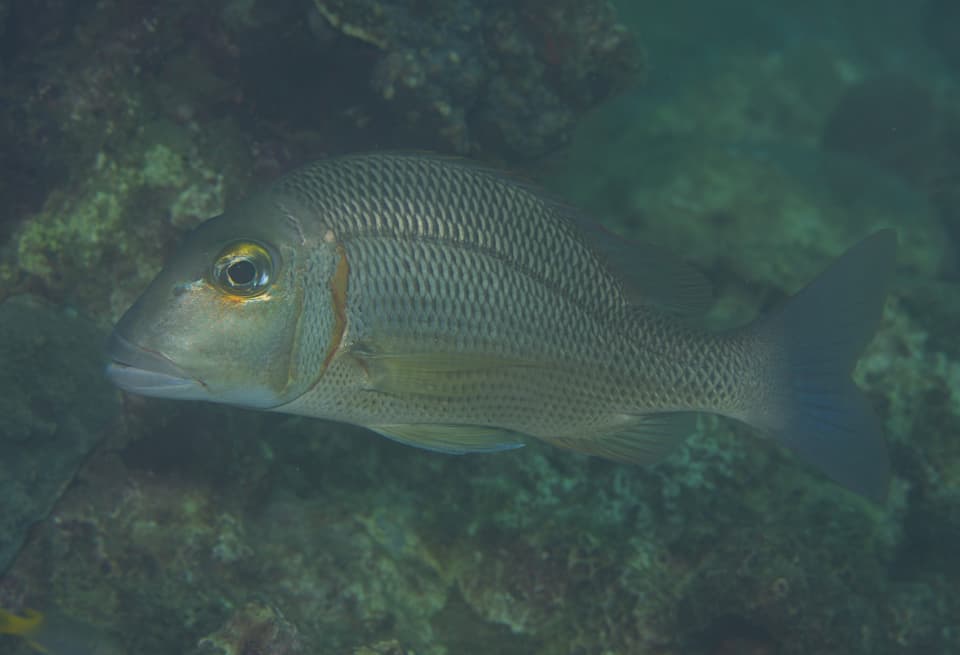 ภาพประกอบของ ปลา crocineus (Lethrinus crocineus)