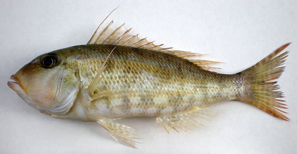 ภาพประกอบของ ปลา genivittatus (Lethrinus genivittatus)
