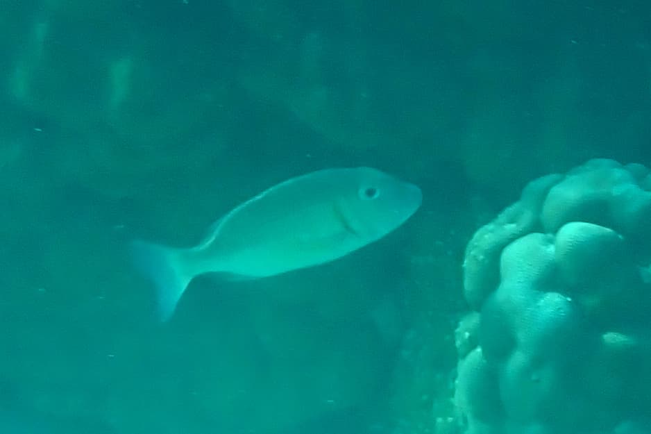 ภาพประกอบของ ปลา lentjan (Lethrinus lentjan)