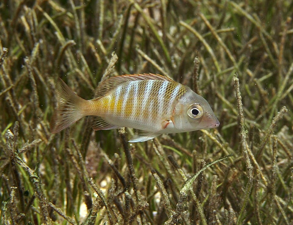 ภาพประกอบของ ปลา mahsena (Lethrinus mahsena)