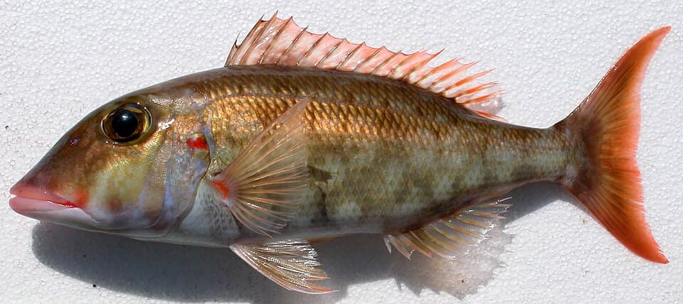 ภาพประกอบของ ปลา rubrioperculatus (Lethrinus rubrioperculatus)
