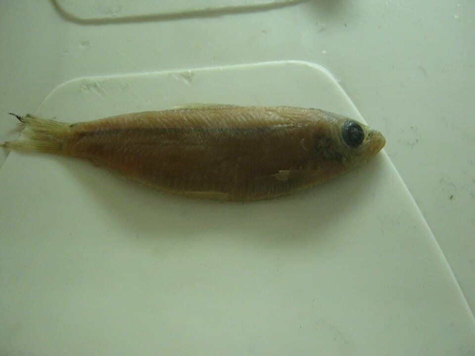 ภาพประกอบของ ปลา stolifera (Lile stolifera)