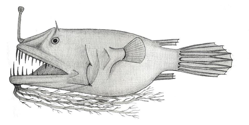 ภาพประกอบของ ปลา algibarbata (Linophryne algibarbata)