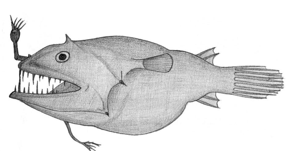 ภาพประกอบของ ปลา indica (Linophryne indica)
