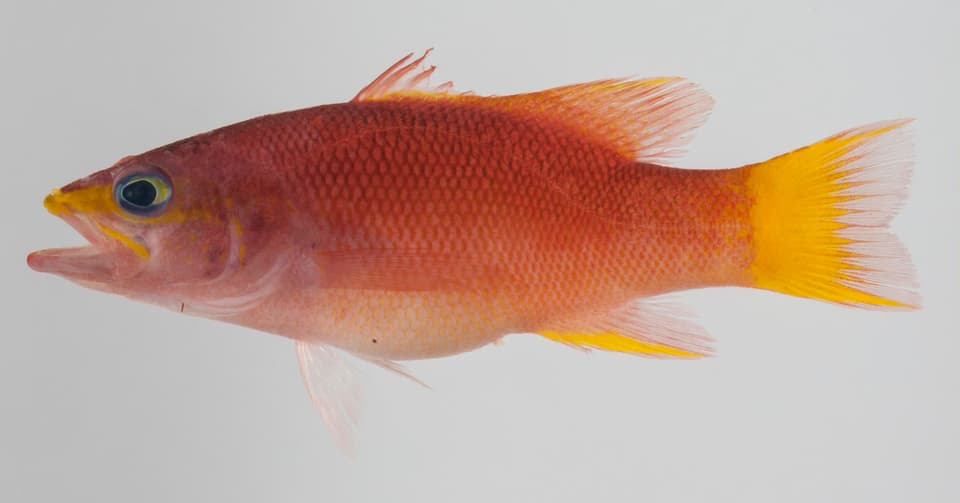 ภาพประกอบของ ปลากะรังจิ๋ว aragai (Liopropoma aragai)