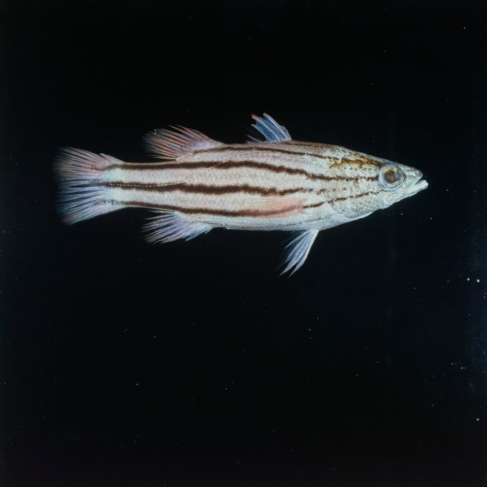 ภาพประกอบของ ปลากะรังจิ๋ว collettei (Liopropoma collettei)