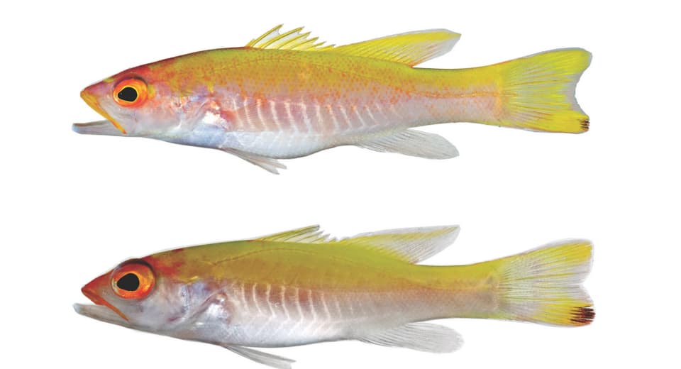 ภาพประกอบของ ปลากะรังจิ๋วจุดทอง (Liopropoma santi)