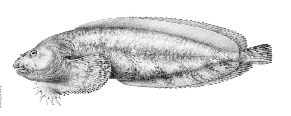 ภาพประกอบของ ปลา agassizii (Liparis agassizii)