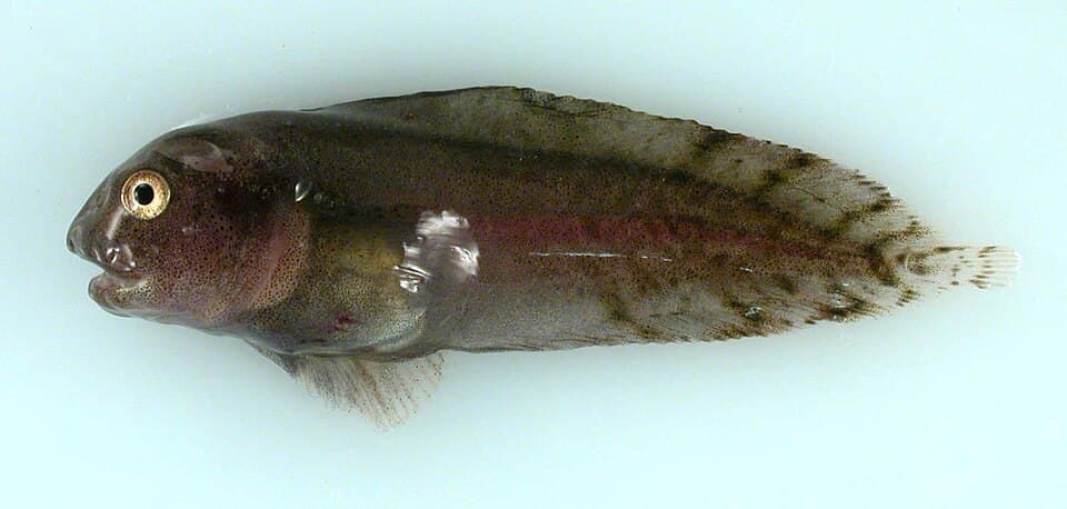 ภาพประกอบของ ปลา fabricii (Liparis fabricii)