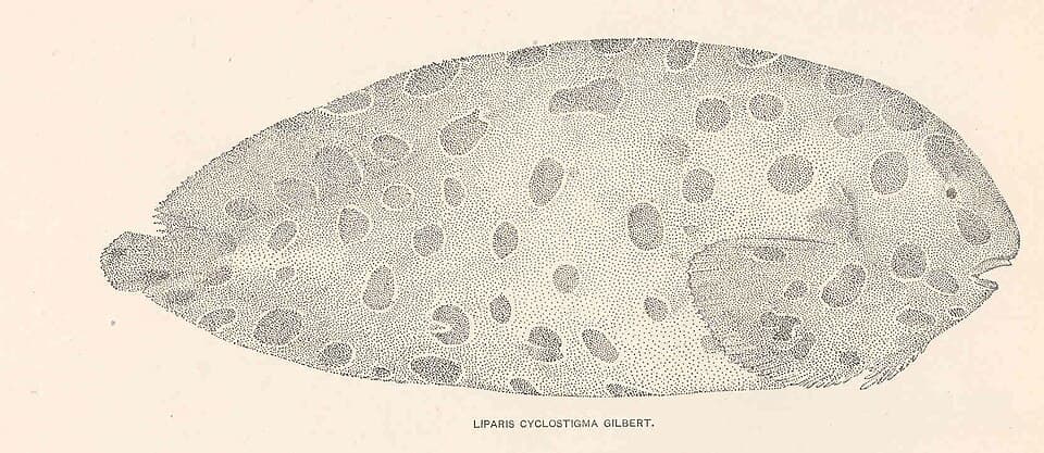 ภาพประกอบของ ปลา gibbus (Liparis gibbus)