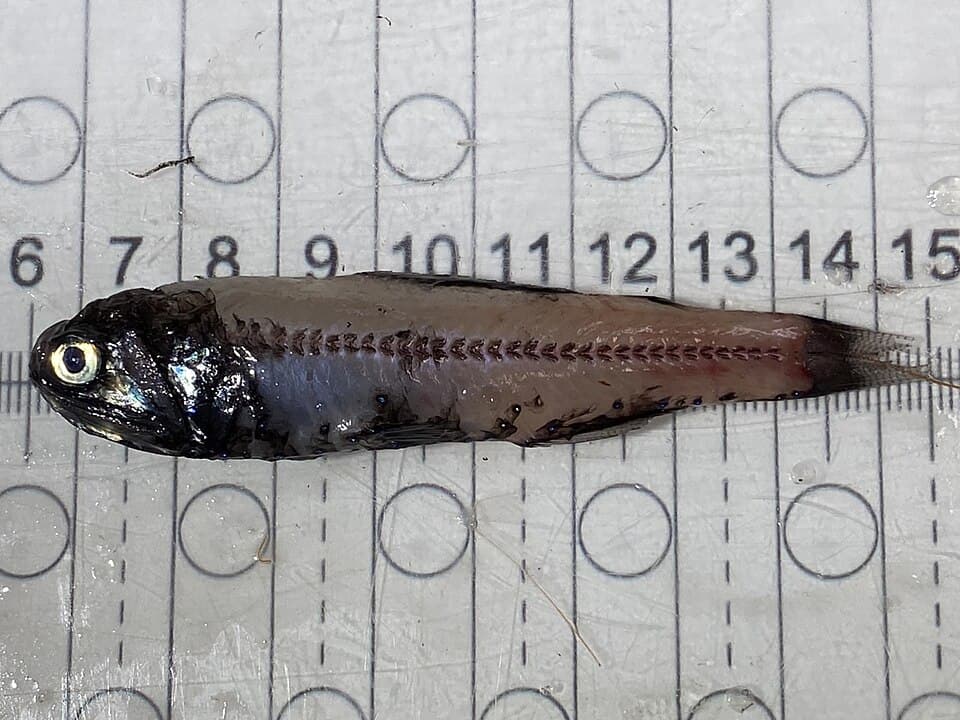 ภาพประกอบของ ปลา gemellarii (Lobianchia gemellarii)