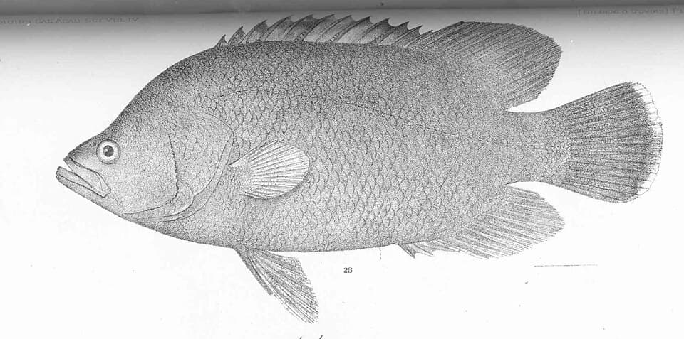 ภาพประกอบของ ปลา pacificus (Lobotes pacificus)
