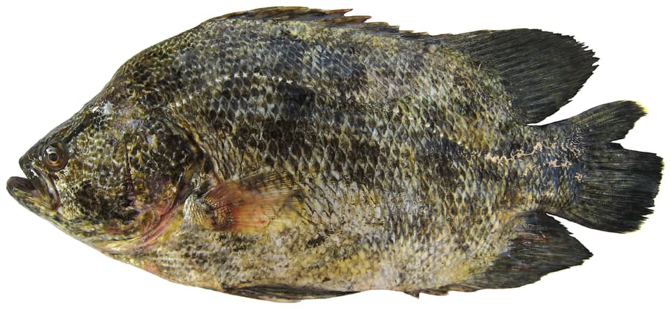 ภาพประกอบของ ปลา surinamensis (Lobotes surinamensis)