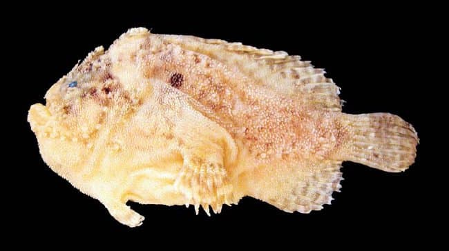 ภาพประกอบของ ปลากบ hutchinsi (Lophiocharon hutchinsi)