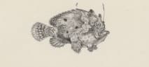 ภาพประกอบของ ปลากบ trisignatus (Lophiocharon trisignatus)