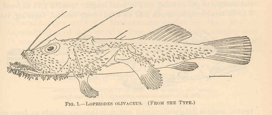 ภาพประกอบของ ปลา mutilus (Lophiodes mutilus)