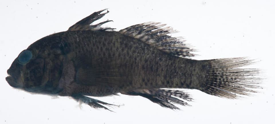 ภาพประกอบของ ปลาบู่ bleekeri (Lophogobius bleekeri)